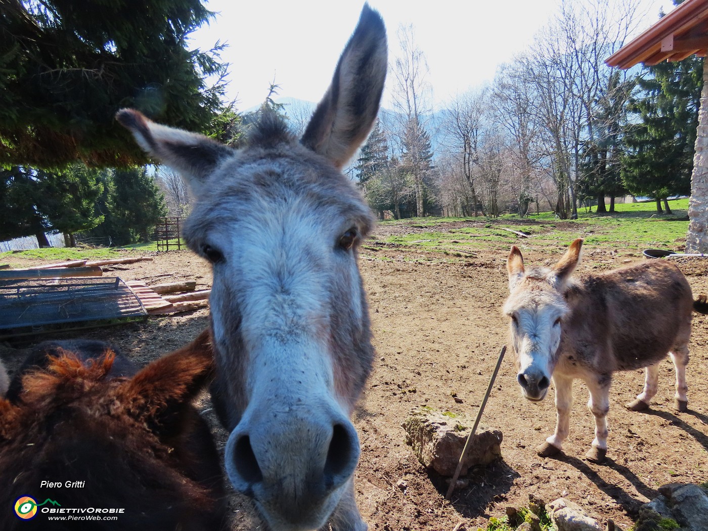 69 Salutiamo i bravi asinelli.JPG